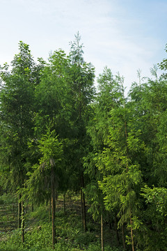 小樹林