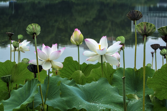 荷花