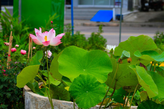 荷花