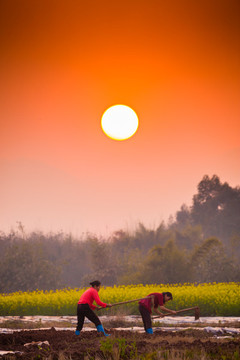 夕陽下菜地里干活的農(nóng)婦