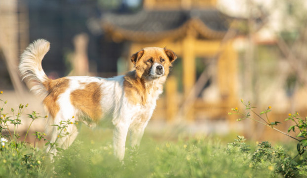 黃昏里的荷蘭牧羊犬