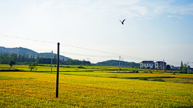 稻田
