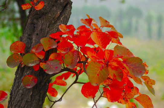 秋天紅葉