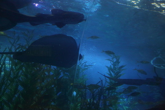 鯊魚