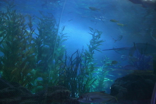 海洋生物