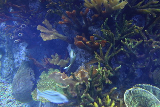 海洋生物