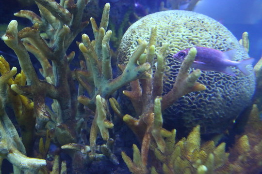 海洋生物