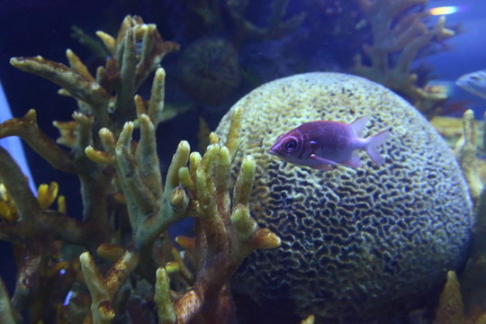 海洋生物