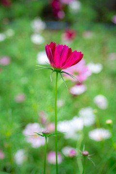 格桑花