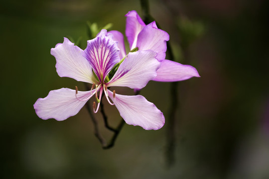 紫荊花