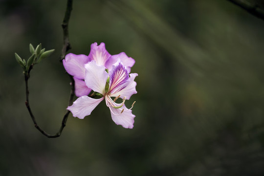 紫荊花
