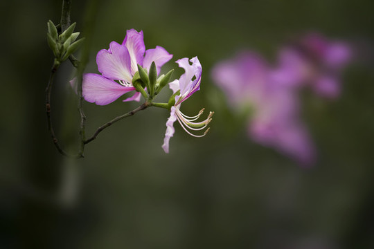 紫荊花