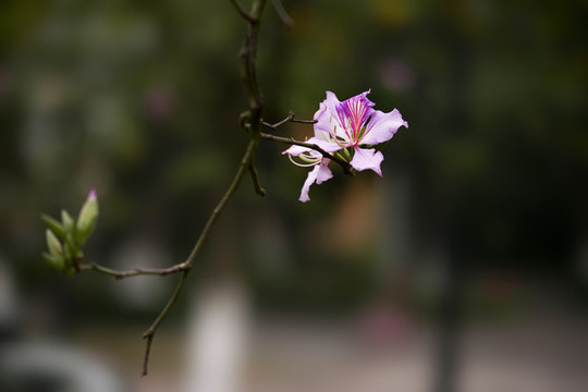 紫荊花