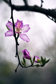 紫荊花