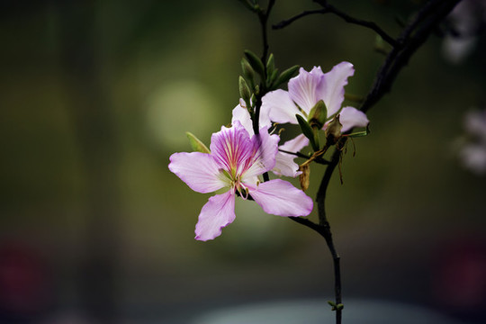 紫荊花