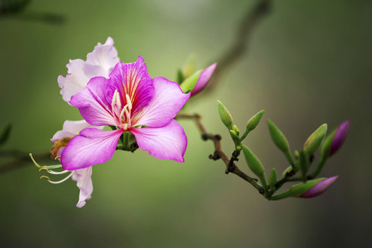 紫荊花
