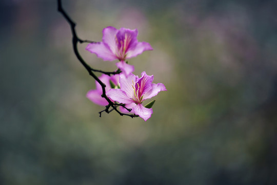 紫荊花