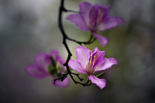 紫荊花
