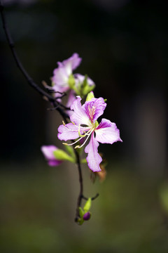 紫荊花