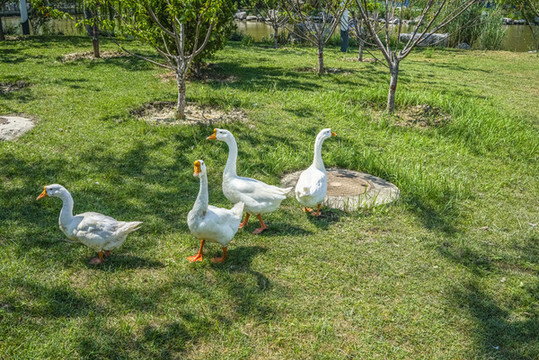 養(yǎng)鵝場高清大圖