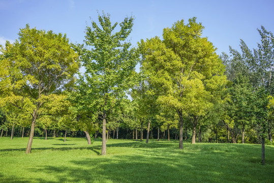 樹林草地高清大圖