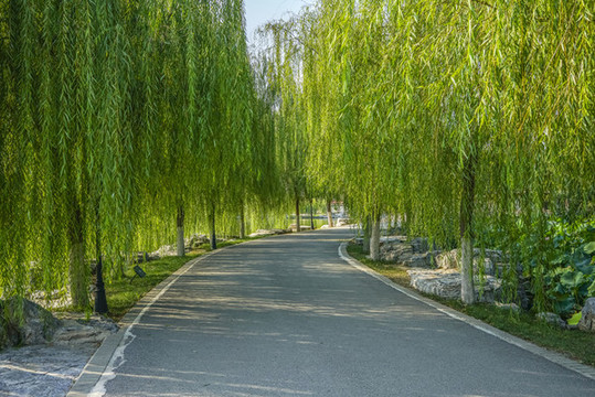 園林小路高清大圖