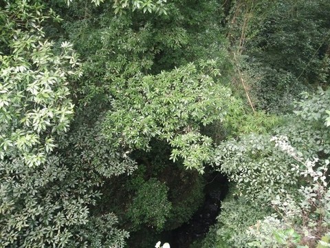 森林植被