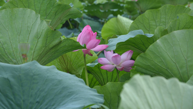 河花