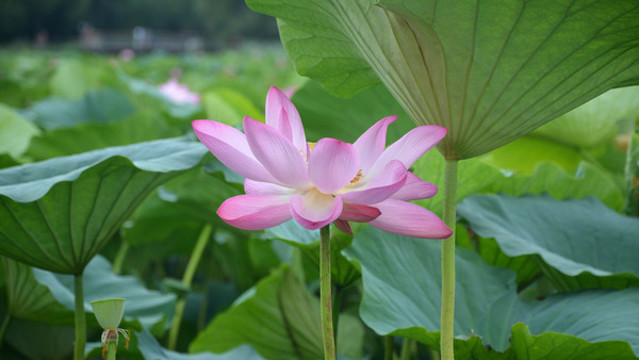 河花