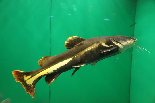 魚類
