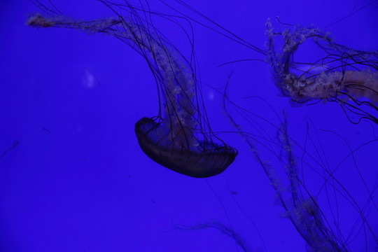 水母