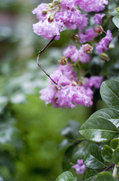 雨后的花