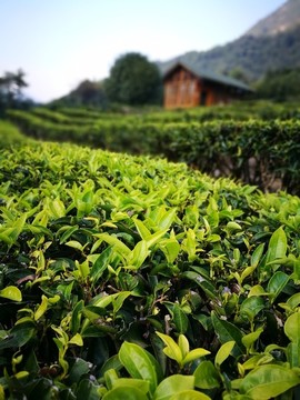 茶山