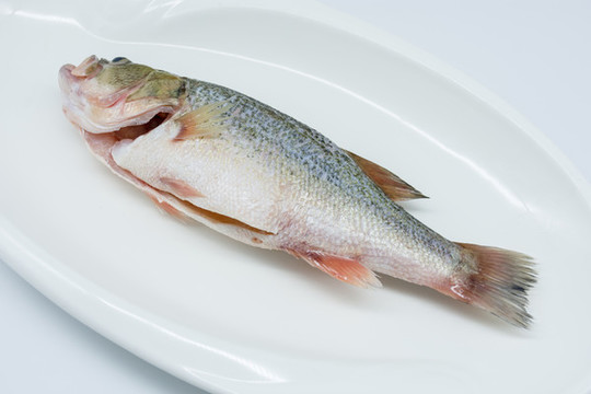 鱸魚