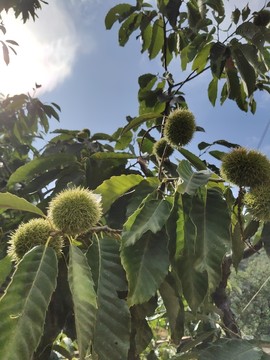 板栗