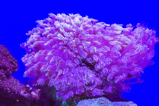 海洋生物