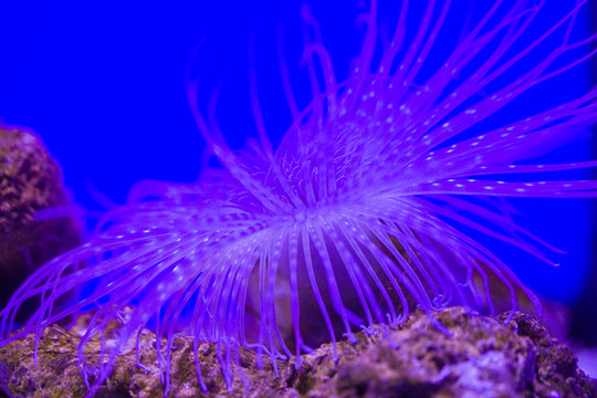 海洋生物
