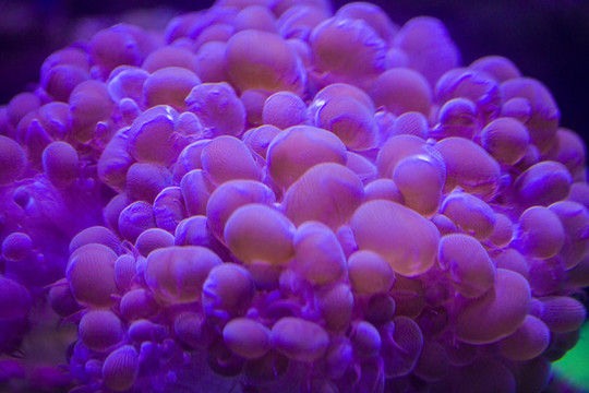 海洋生物