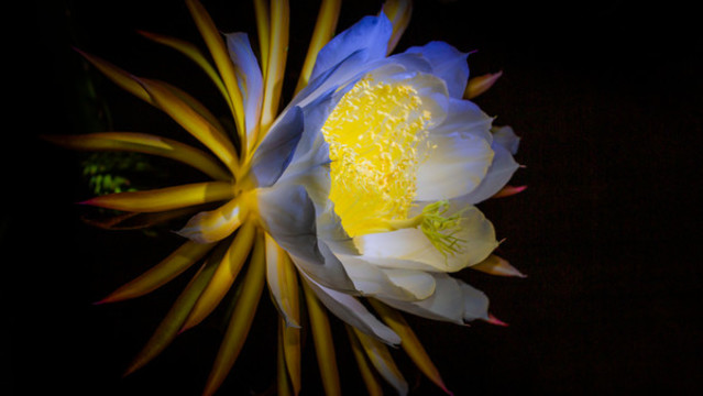 火龍果花