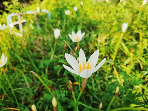 蔥蓮花