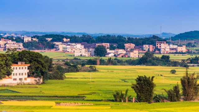 鄉(xiāng)村稻田