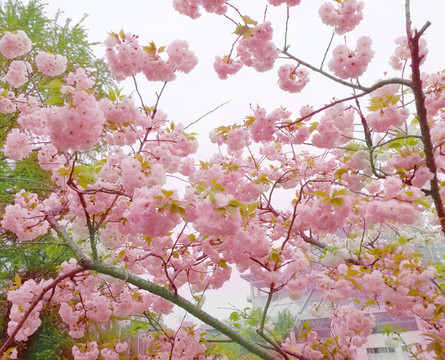 櫻花