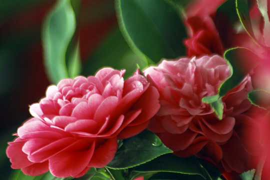 紅茶花開