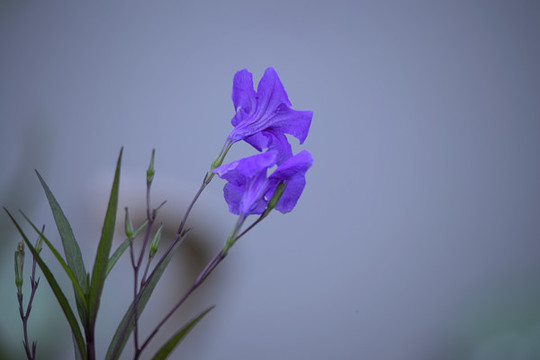 藍(lán)花草