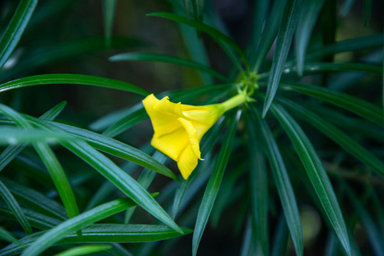 黃花夾竹桃
