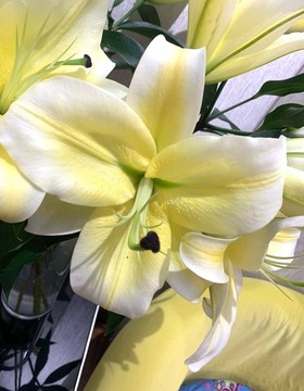香水百合花