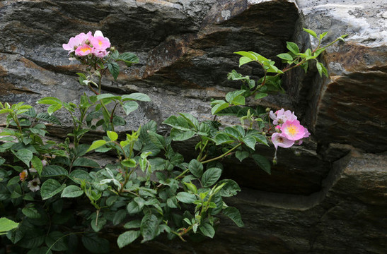 巖石山花