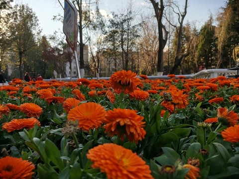 金盞花