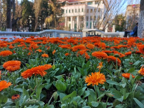 金盞花