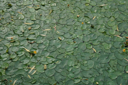 浮萍